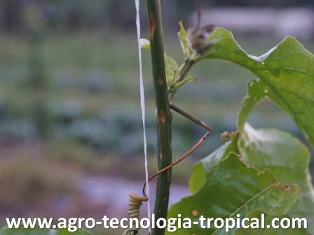 La antracnosis produce lesiones en tallos de parchita